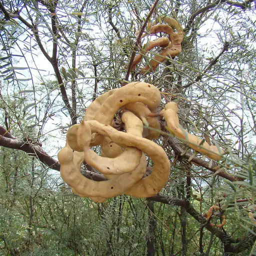 Algarrobo Prosopis pods and seeds