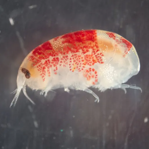 Amphipods