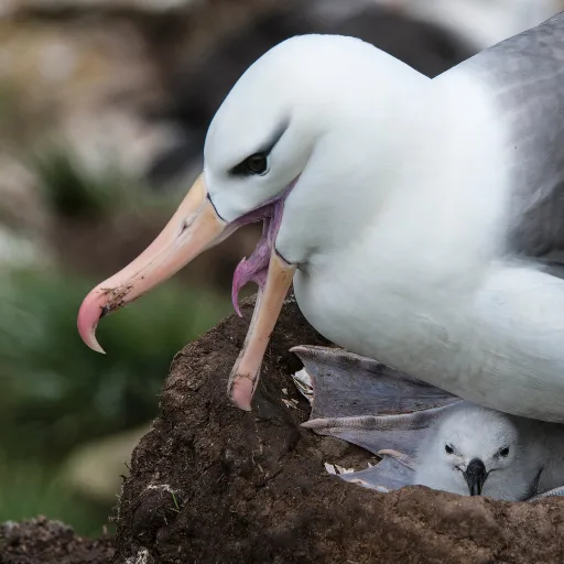 Black-browed Albatross face