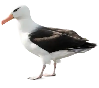 Black-browed Albatross