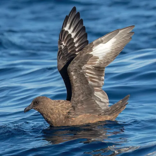 Brown Skua