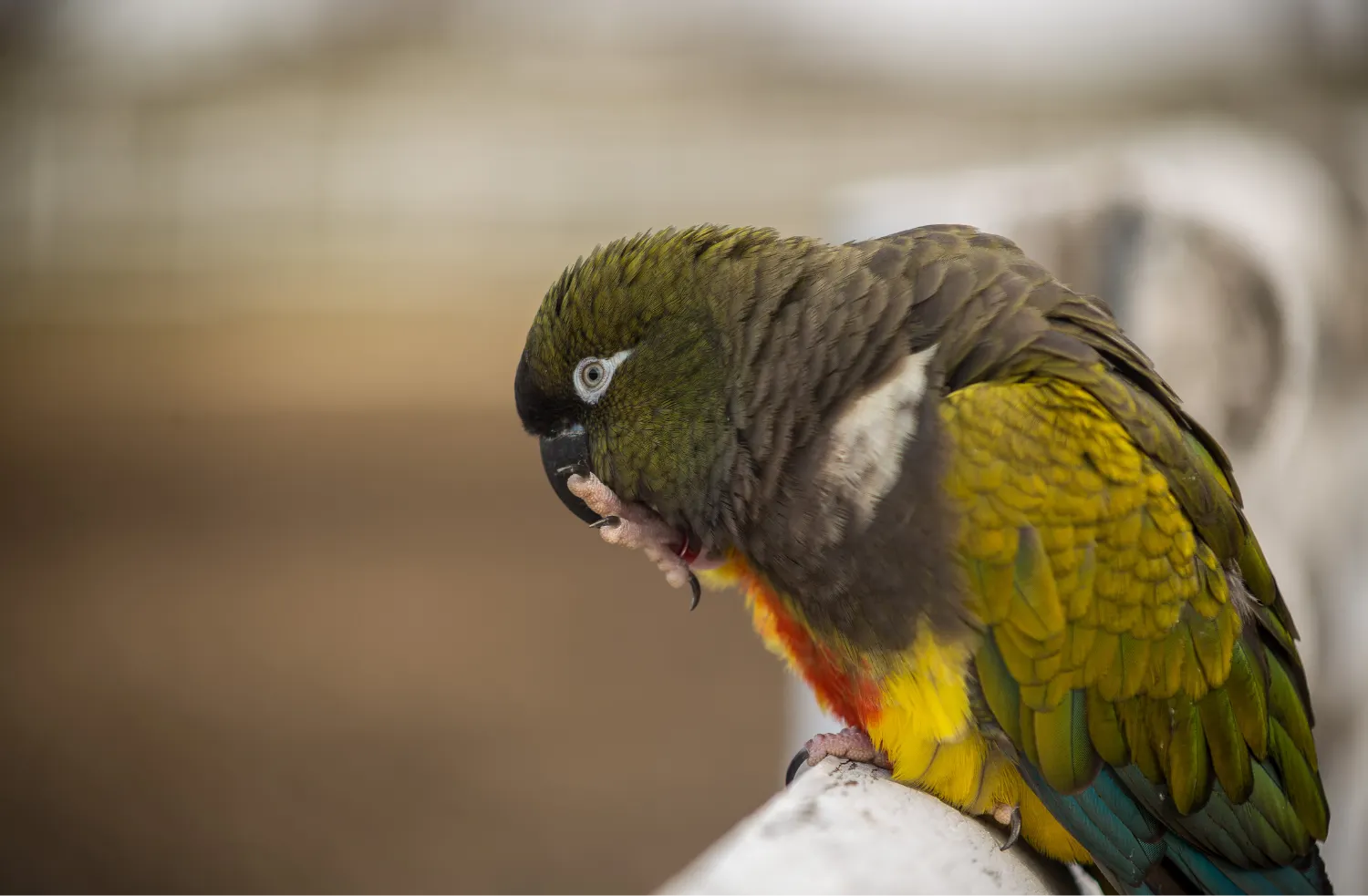 Burrowing Parrot natural scrub landscape