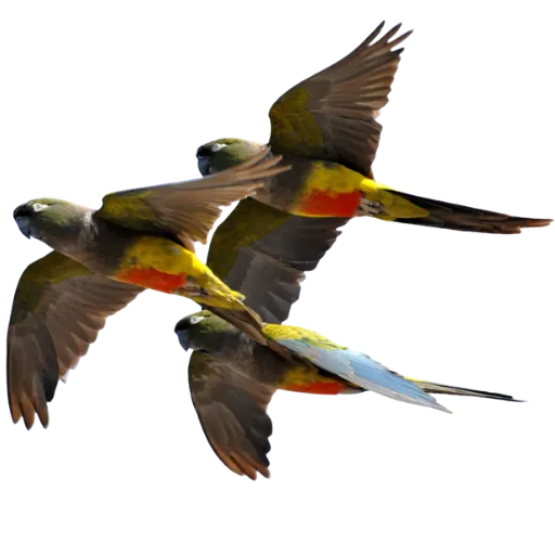 Burrowing Parrot