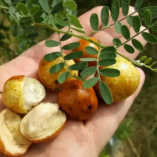 Chañar fruits Geoffroea decorticans