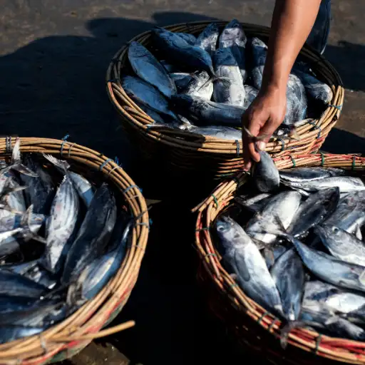 Fishery scraps and leftovers