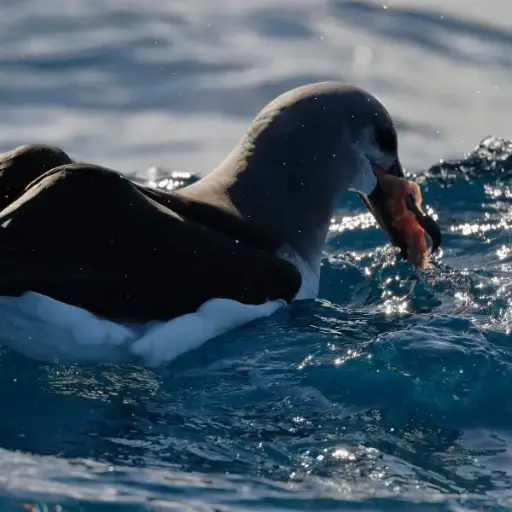 Gray-headed Albatross soaring above the marine ocean waves