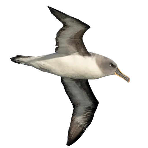 Gray-headed Albatross