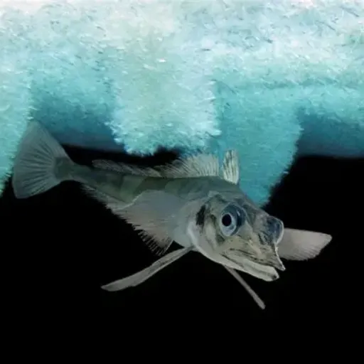 Icefish