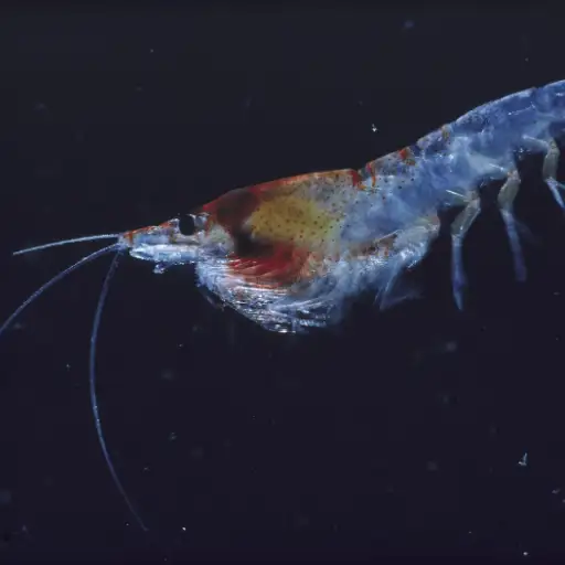Antarctic Krill food source