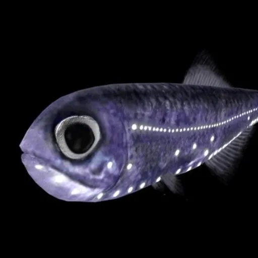 Lanternfish