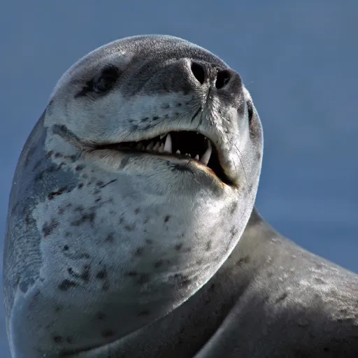 Leopard Seal
