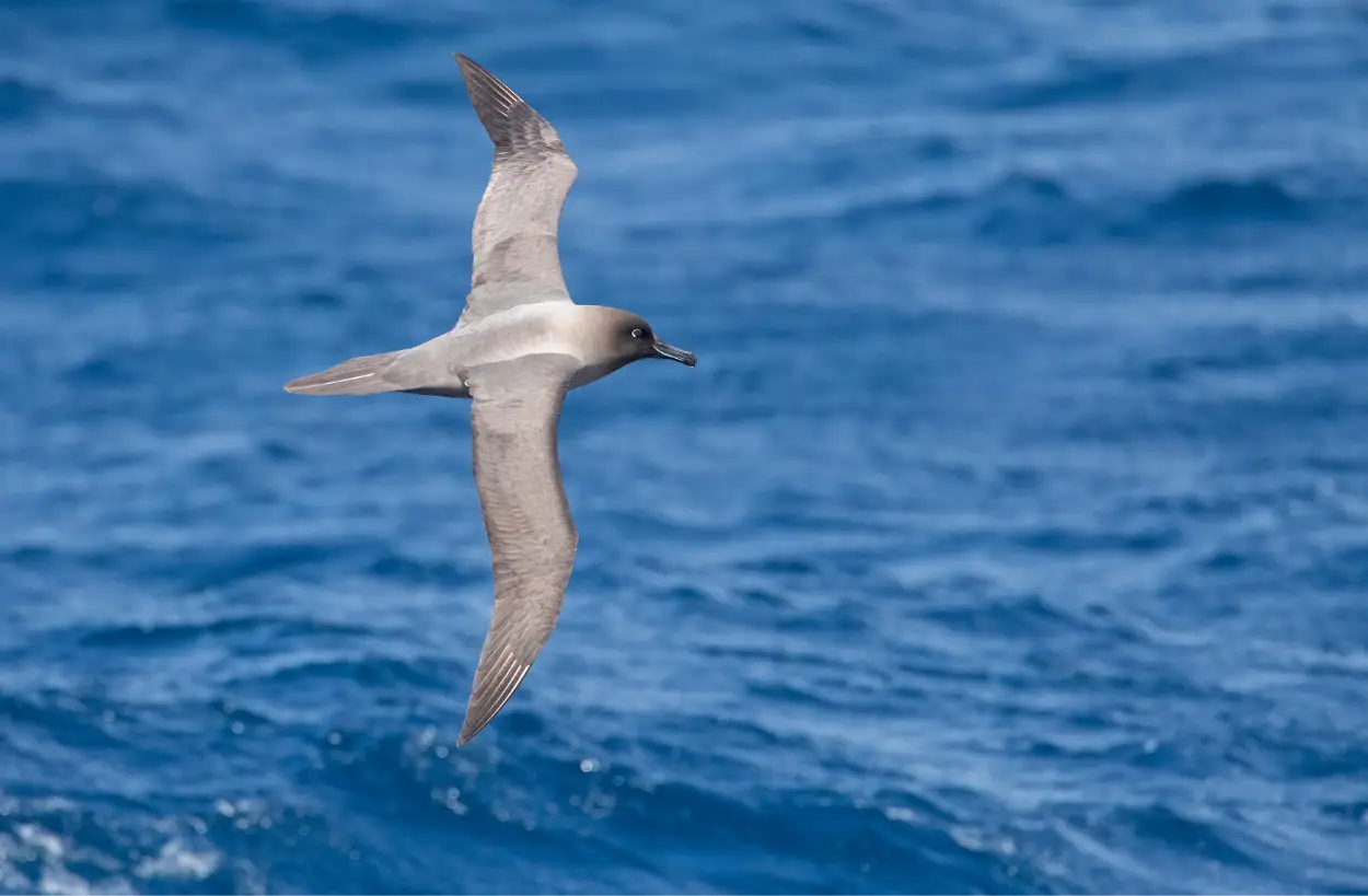Light-mantled Albatross soaring smoothly over waves