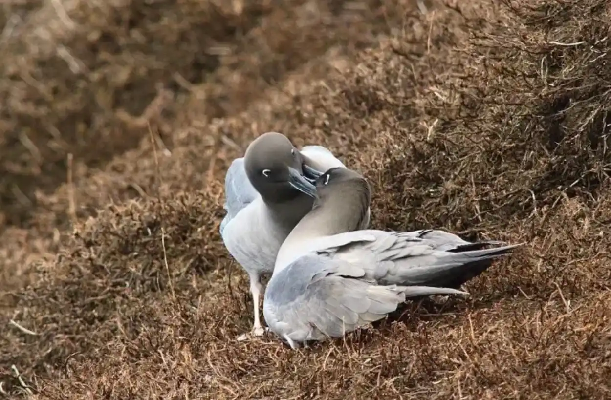 Subantarctic island nesting site