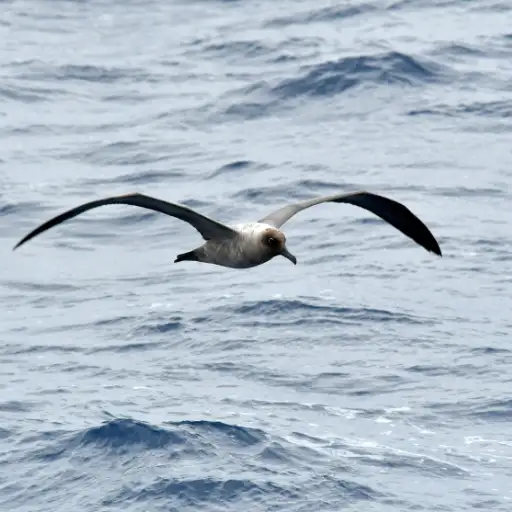 Light-mantled Albatross over the ocean