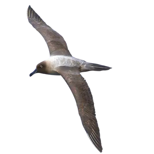 Light-mantled Albatross