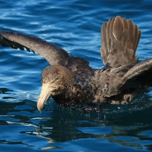 Northern Giant Petrel