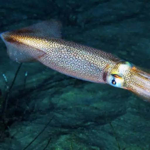Pelagic Squid prey item