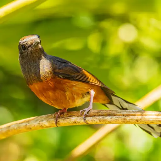 Rufous-bellied Thrush perched naturally