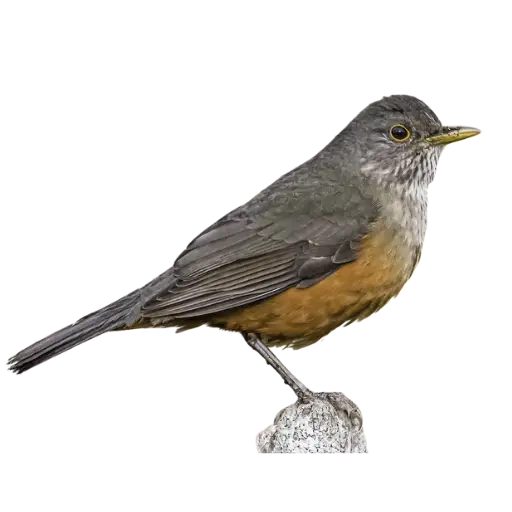 Rufous-bellied Thrush