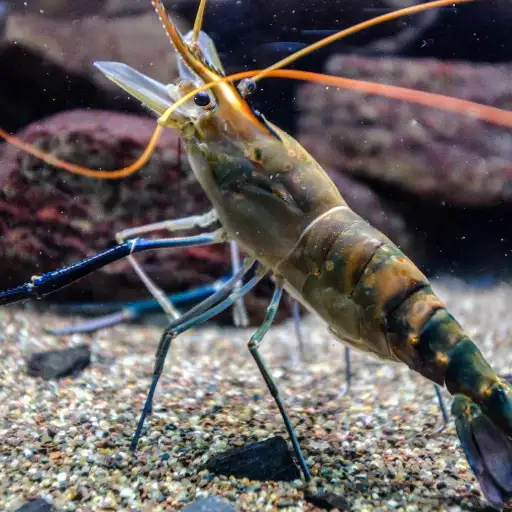 Marine Shrimp food item