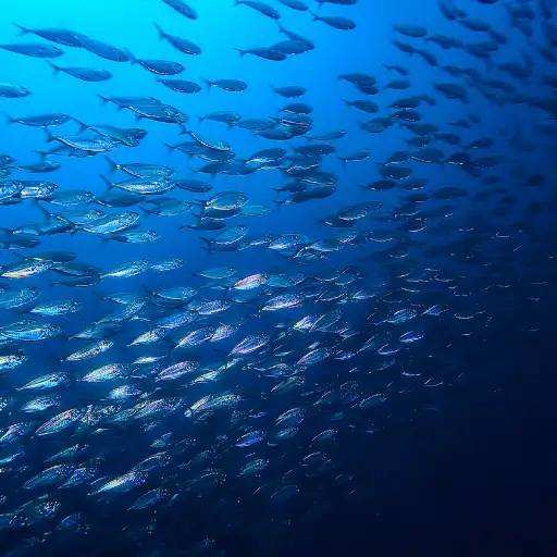 Small ocean fish prey