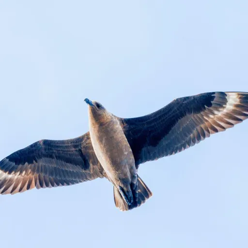 South Polar Skua