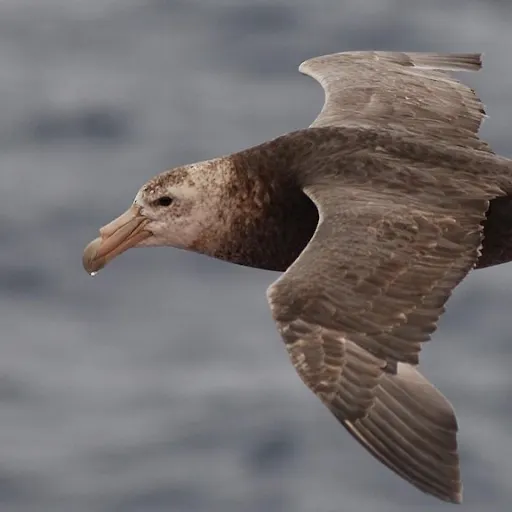 Southern Giant Petrel