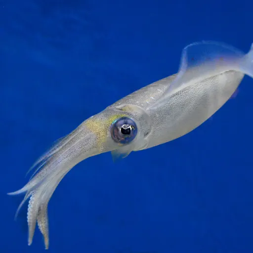 Squid