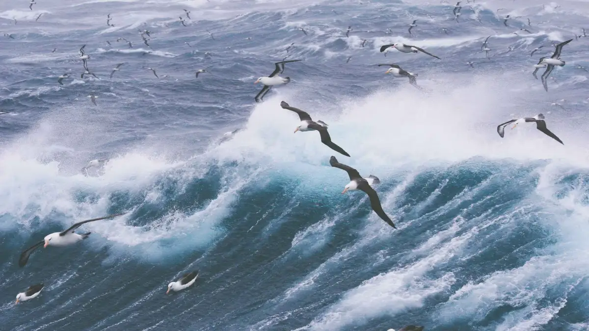 Black-browed Albatross flying over sub-Antarctic waters