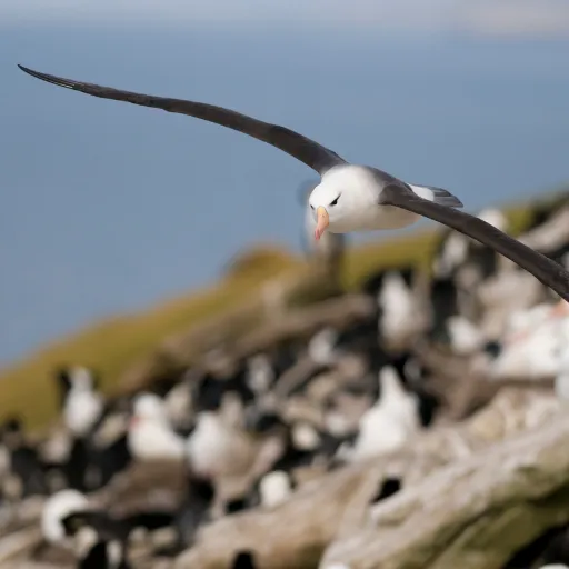 Black-browed Albatross breeding colony