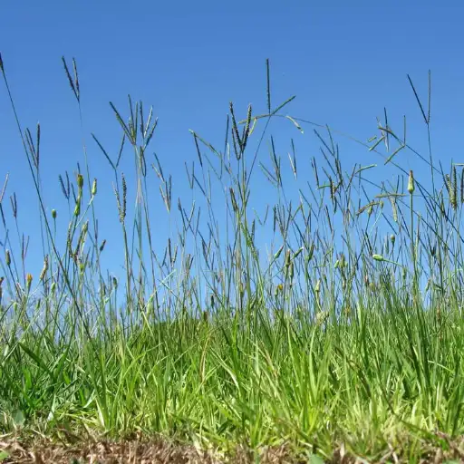 Native grass seeds