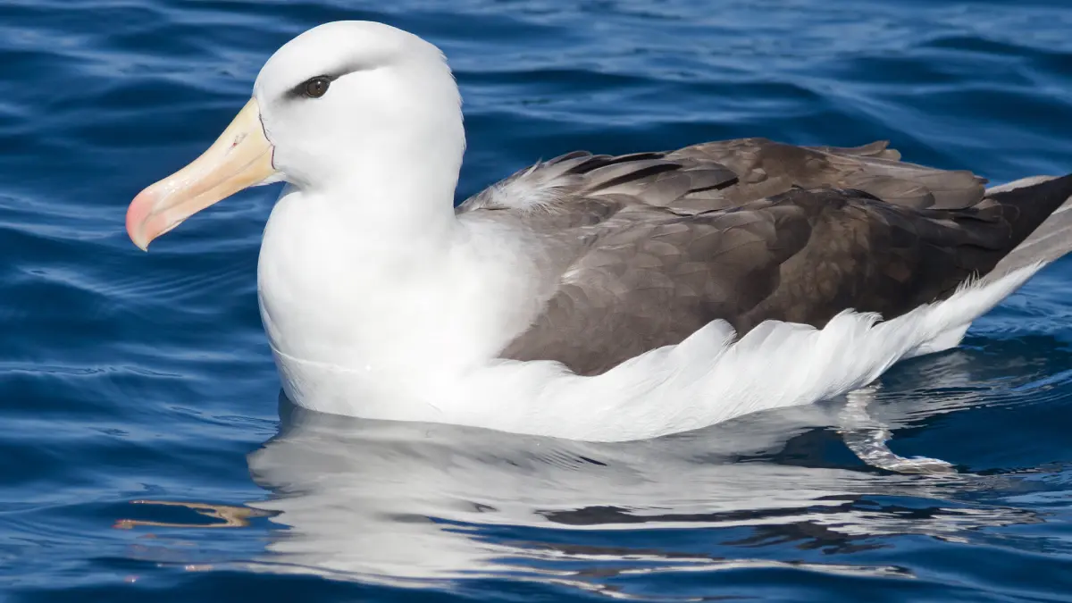 Black-browed Albatross breeding colony