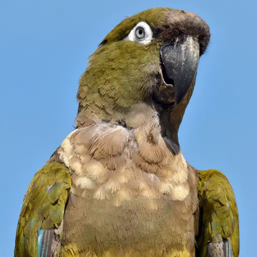 Burrowing Parrot nesting alongside cliff faces