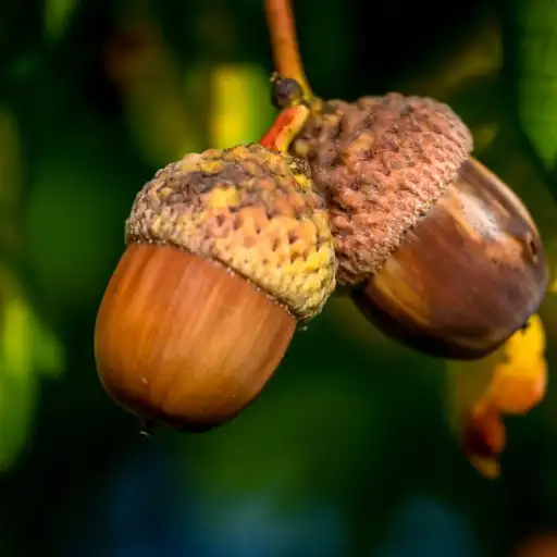 Acorns food source