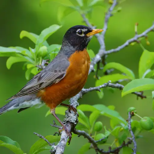 American Robin foraging across environment