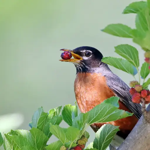 American Robin dynamic profile layout