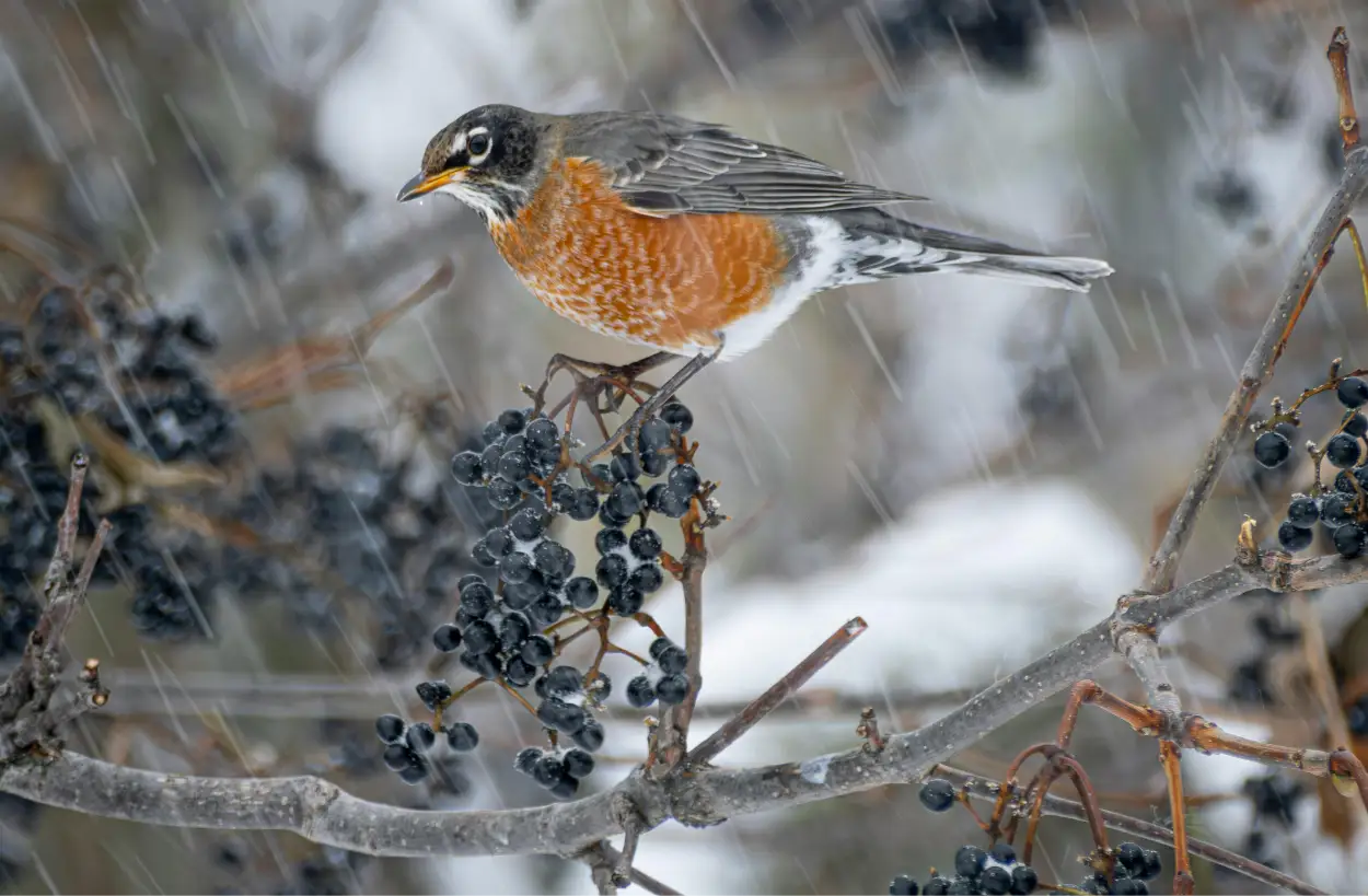 Stunning American Robin highlighting its warm rich orange chest plumage