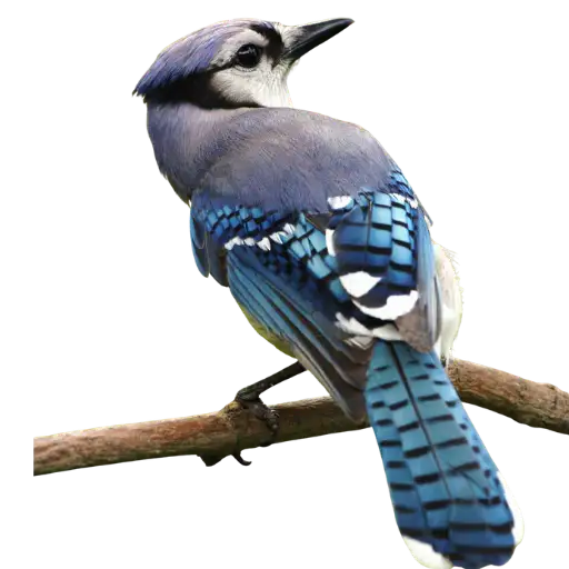 Blue Jay