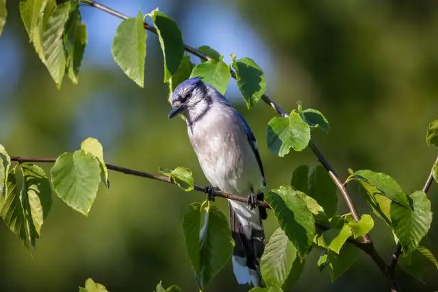 Blue Jay perched in vegetation