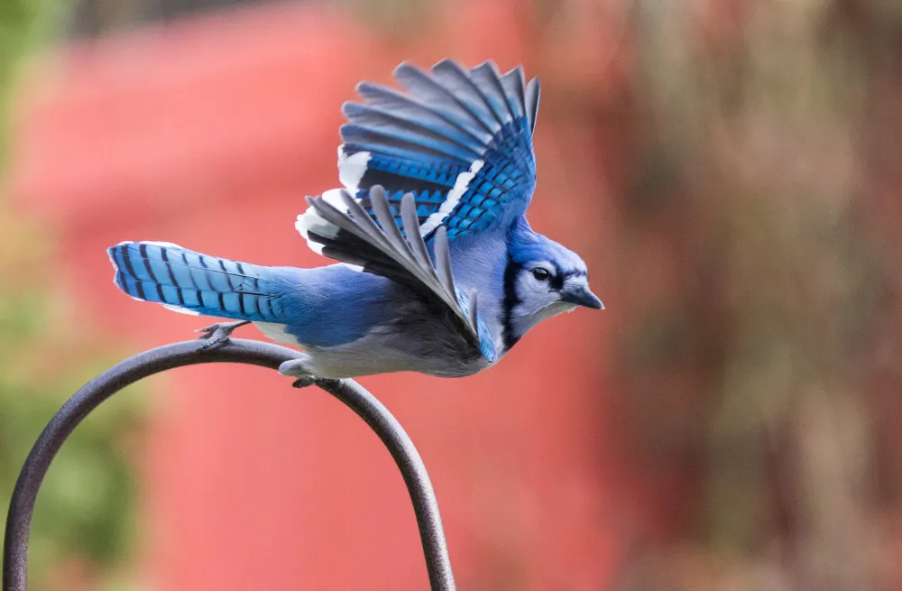 Vibrant Blue Jay perched intelligently on a branch