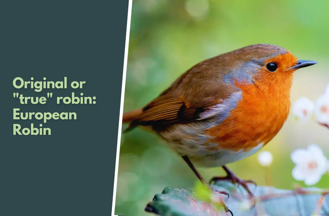 European Robin