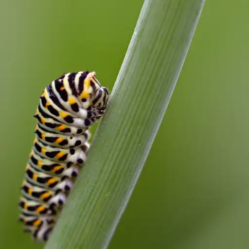 Insects and spiders