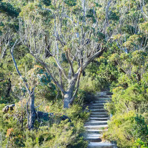 Large urban bushland reserves and greenways