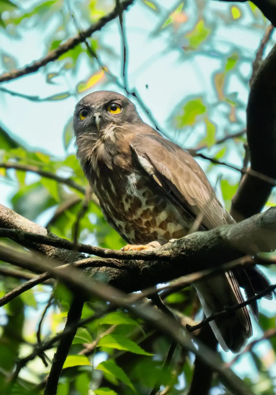 Powerful Owl perched on a eucalyptus tree branch in Australia