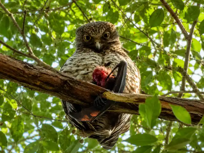 Powerful Owl feeding on prey in a forest canopy