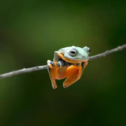 Small frogs and tiny mice