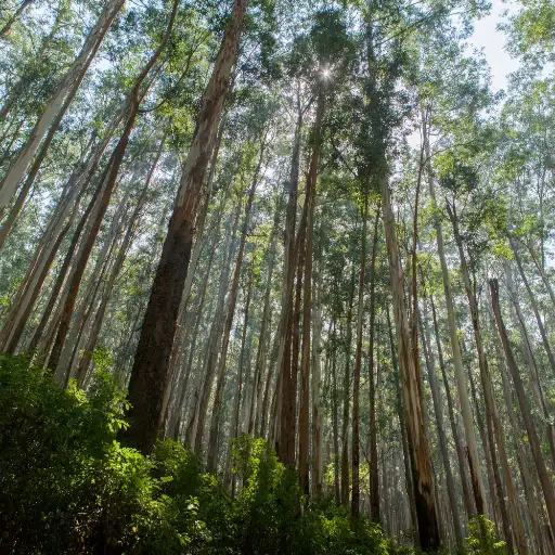 Tall dense eucalyptus forests ecosystem
