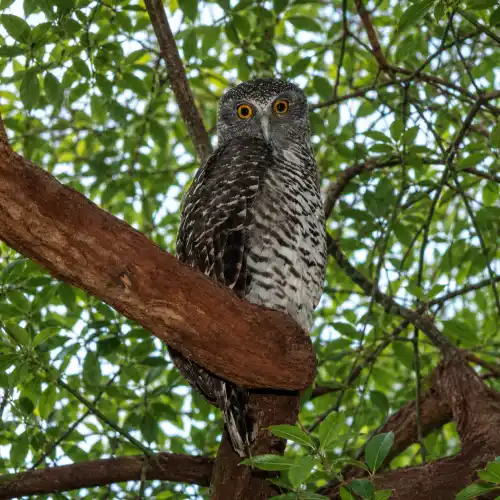 Powerful Owl perched in a eucalyptus tree