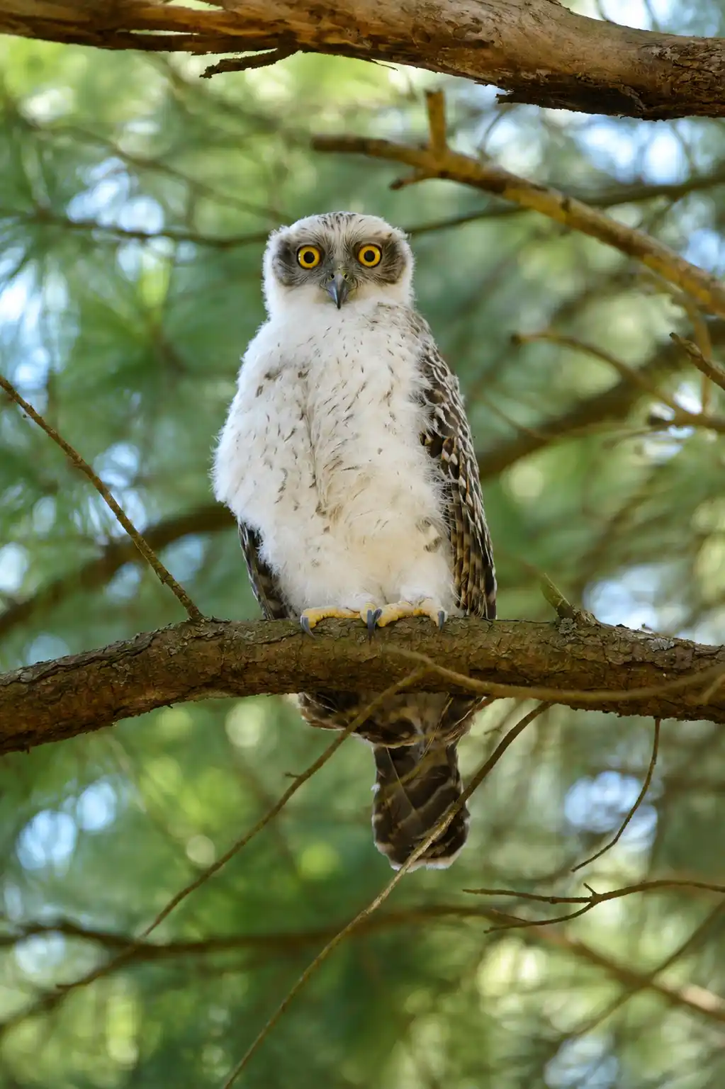 Powerful Owl juvenile perched on a tree branch in Australian woodland habitat.