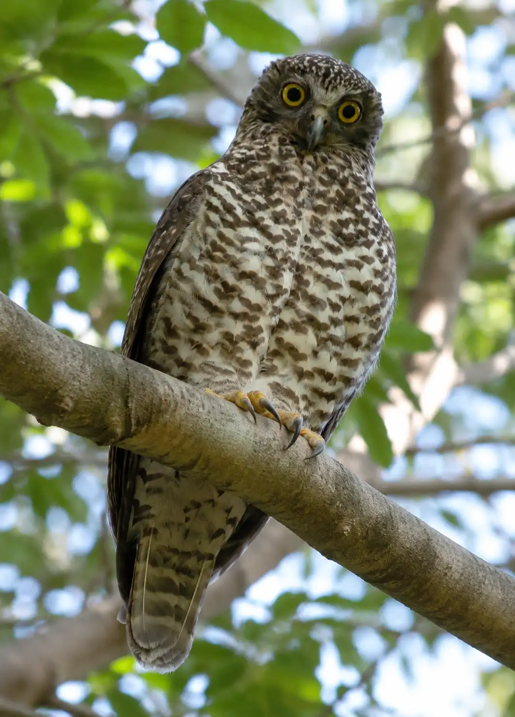 Adult Powerful Owl with bright yellow eyes perched on a branch in native forest.